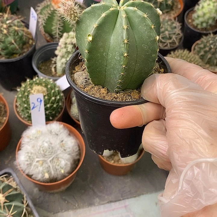 有****易一物一拍一棵仙人球