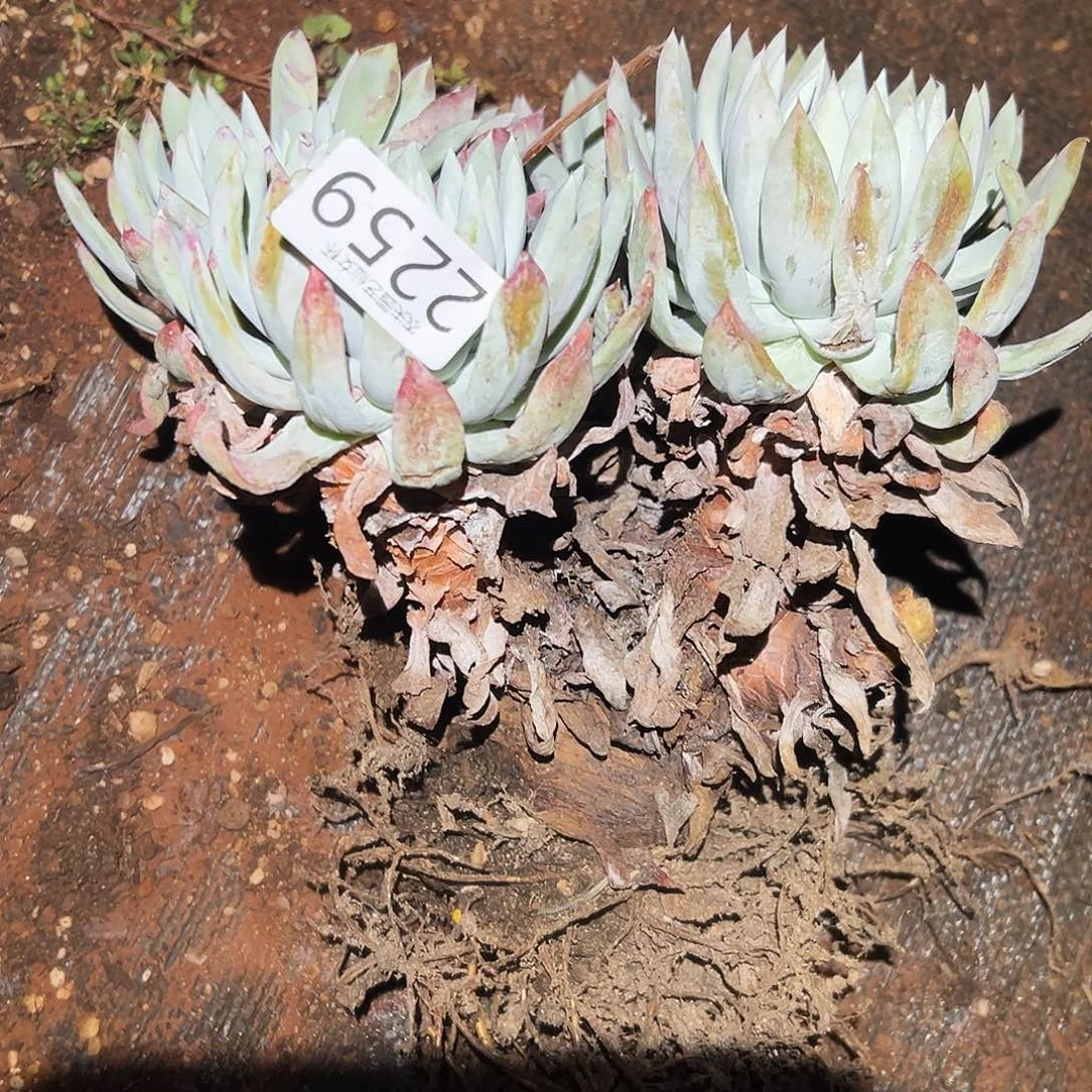 八*后阿金尼仙女杯多肉处理