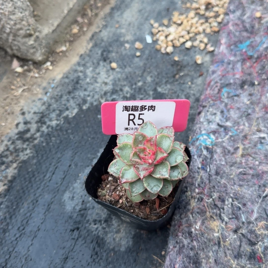 多肉植物不知名带井