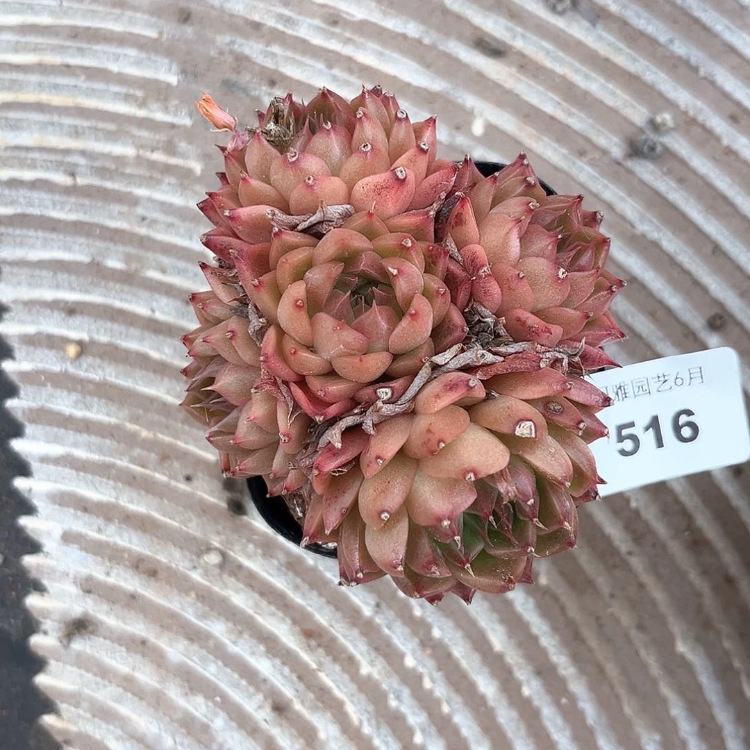 阿雅园艺。     516
