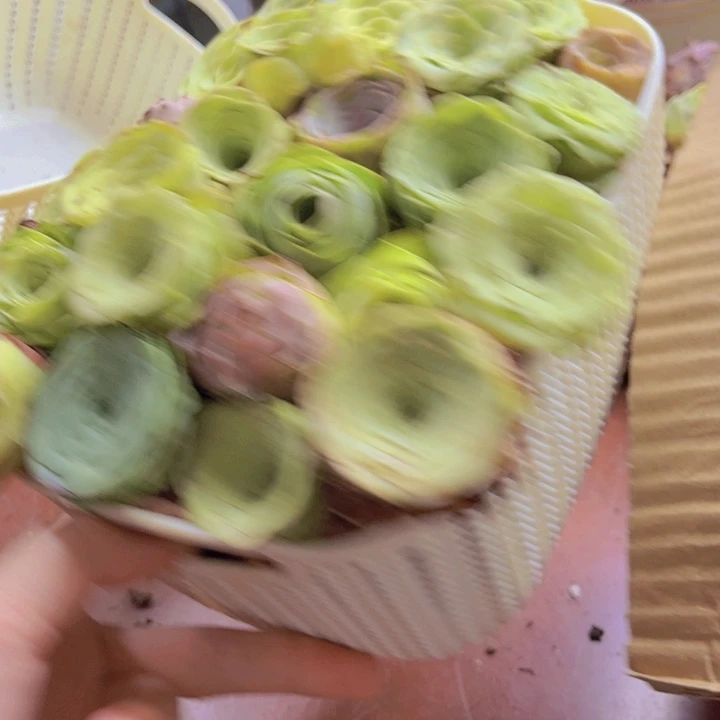 保底25颗带蓝子88888888