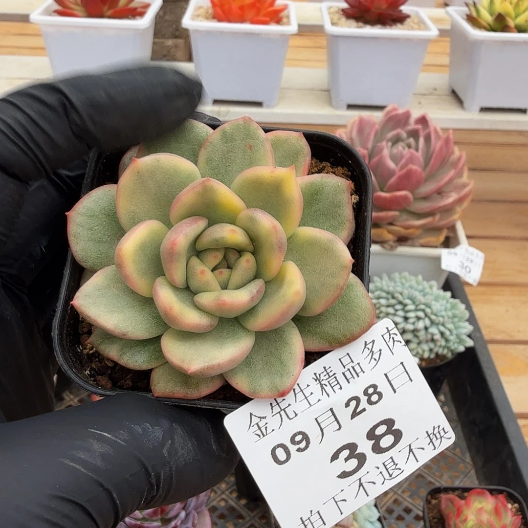 0928-38玫瑰东云锦