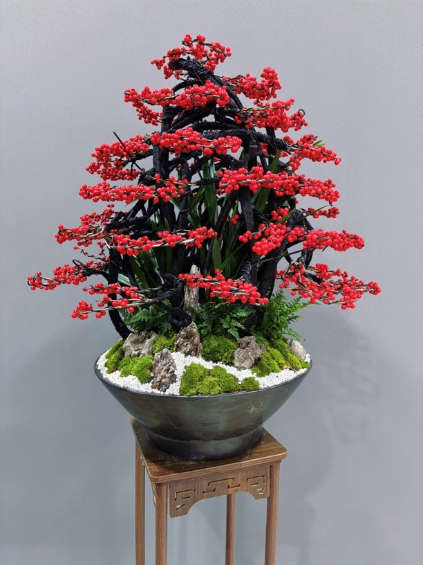 北美冬青室内外盆栽北美相思红豆果