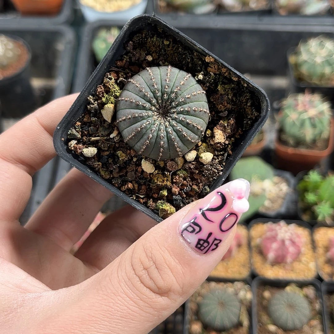 大型士童3厘米发货有根