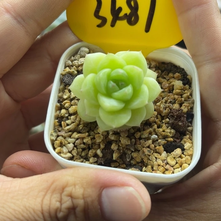 开播福利麦秆3487