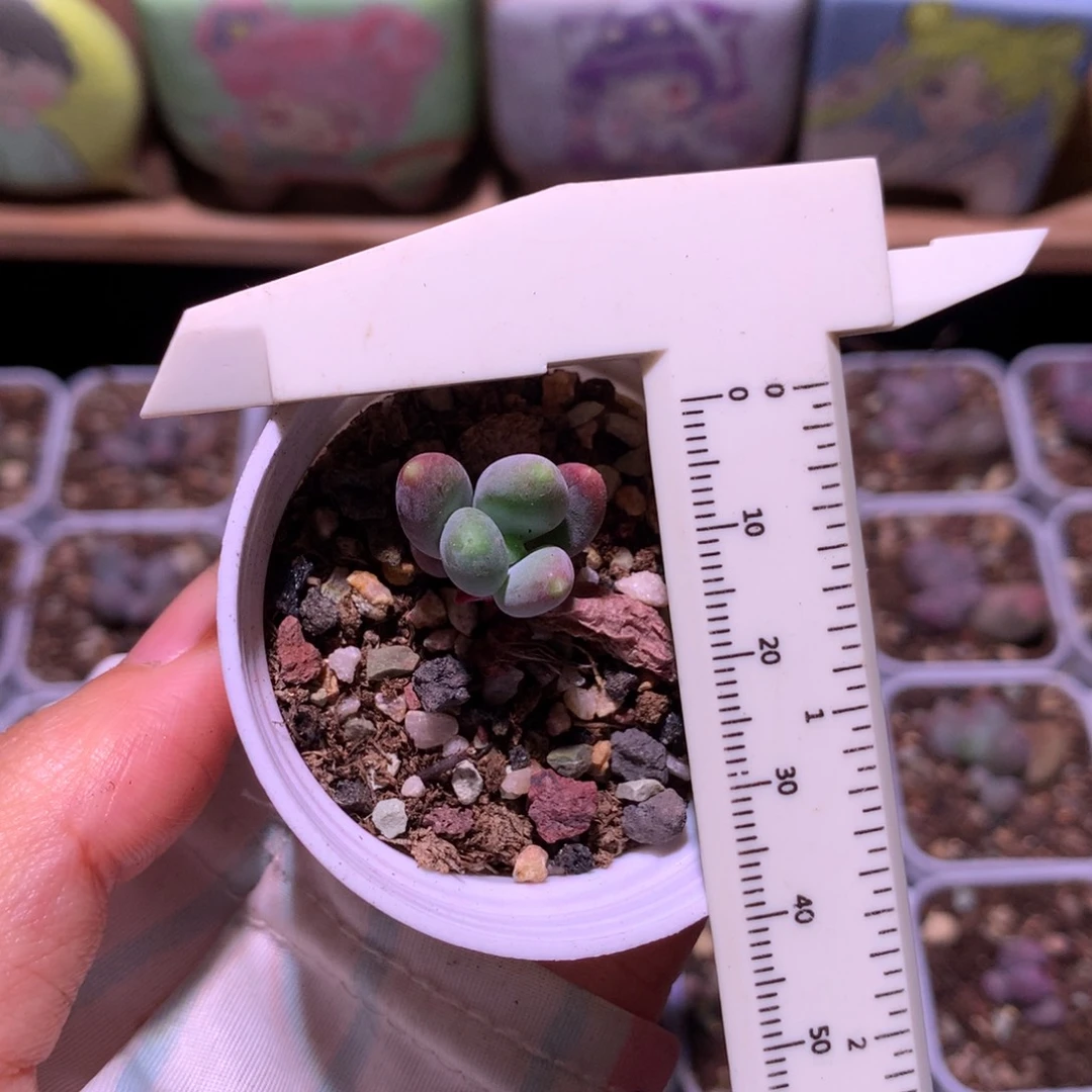 加菲猫加菲猫哦加菲猫