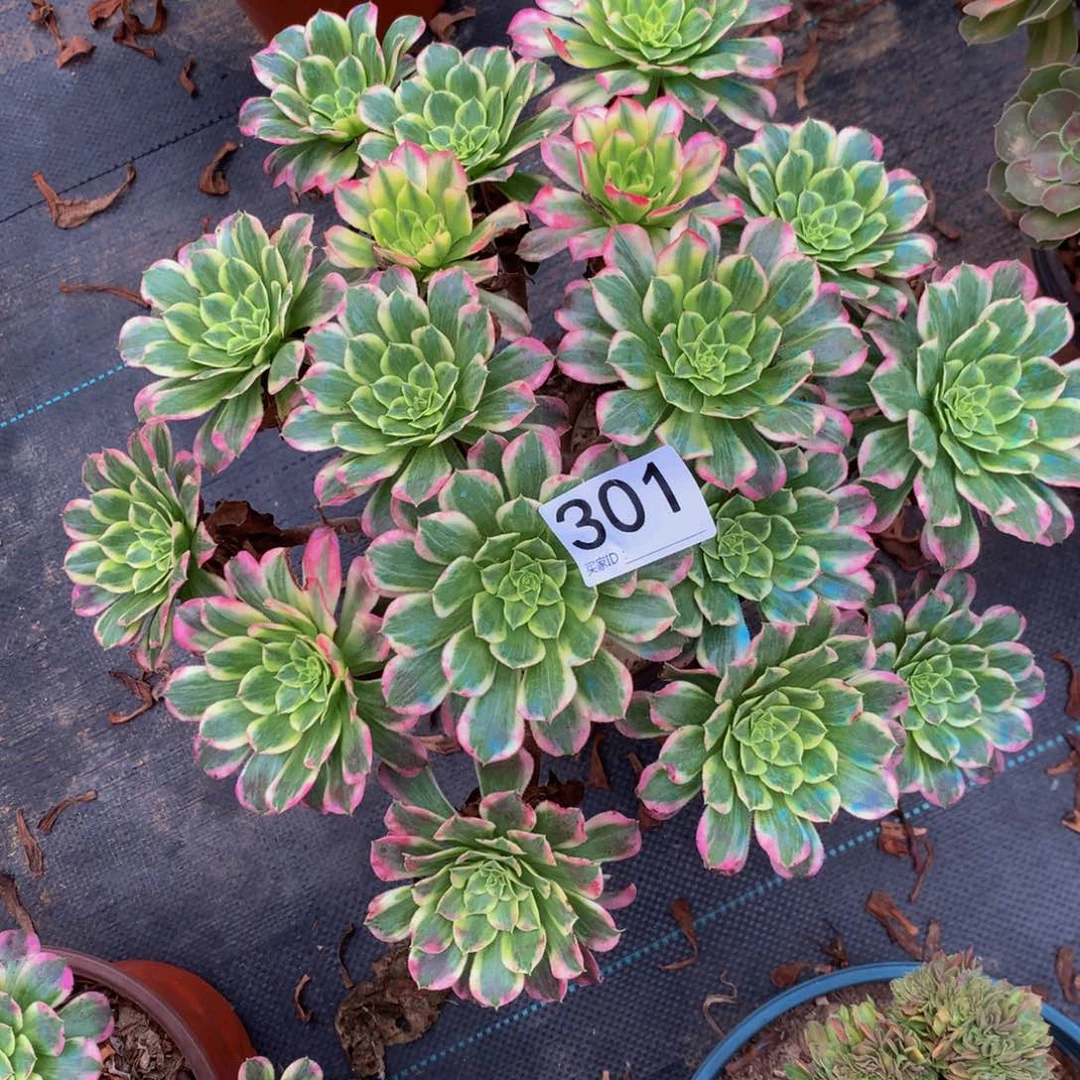 法师多肉植物301天和