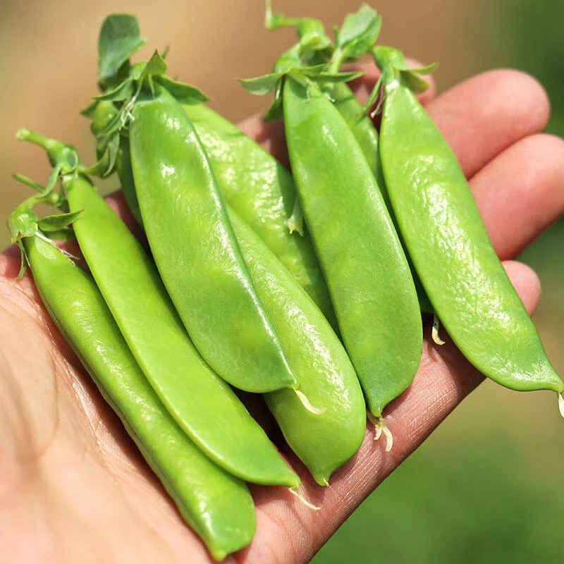 云南山地荷兰豆露天菜豌豆角青豆荚现摘现发新鲜蔬菜