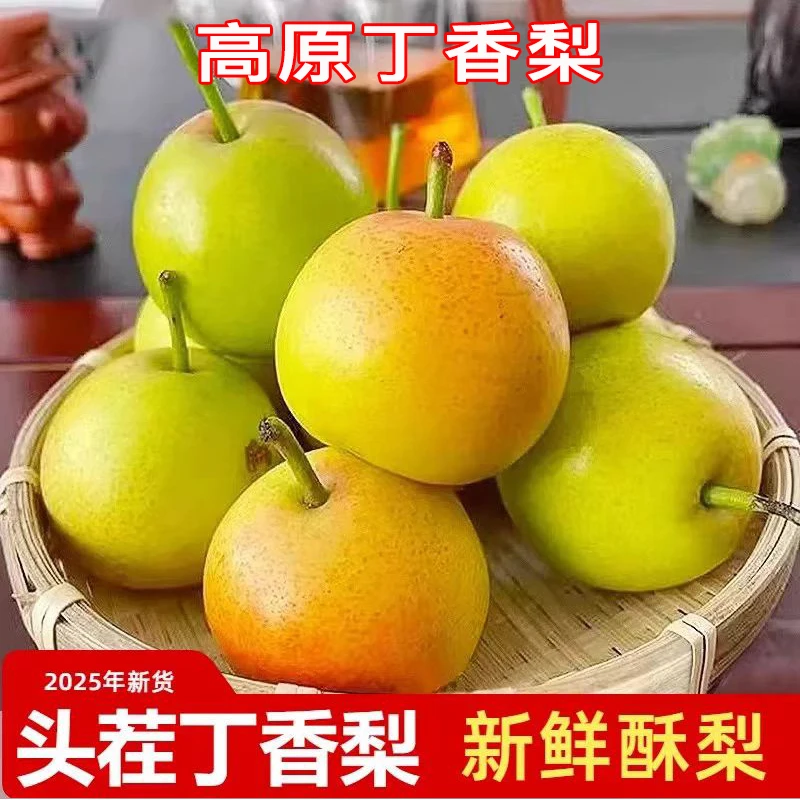 云南丁香梨3/4斤装蜂糖小蜜梨新鲜应季水果产地直发泸西高原蜜梨