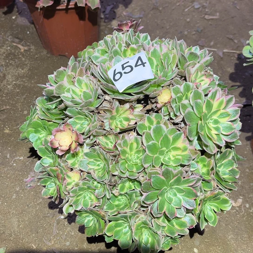 海王朵朵多肉法师654号