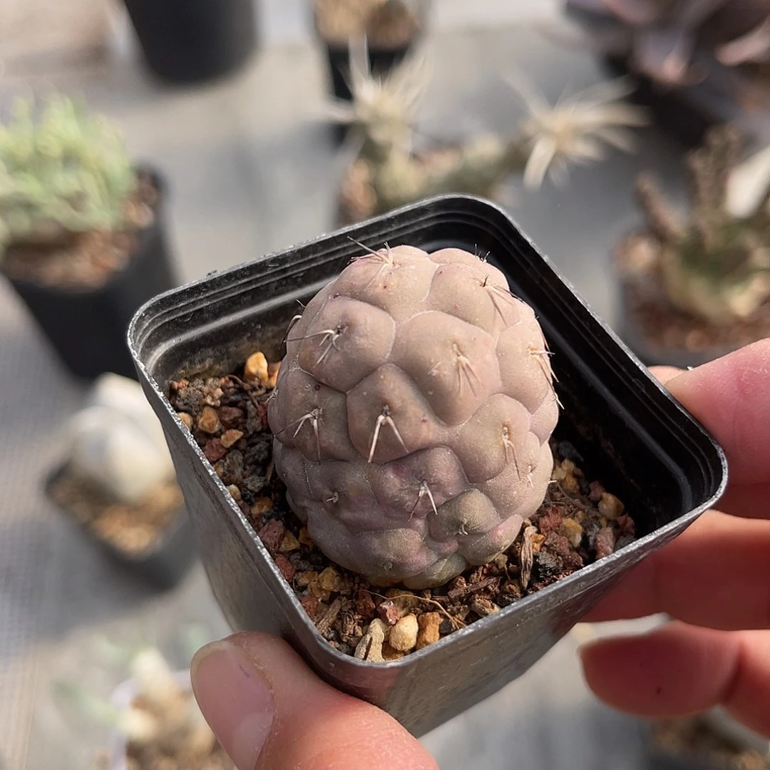 佛头习志野散斑锦