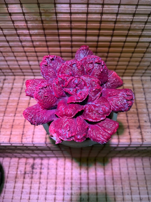 尼古拉斯 买一送一 老桩