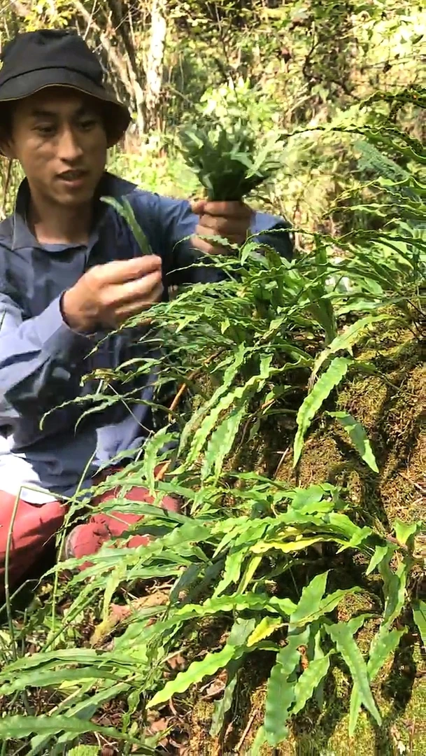 野生肾经茶嗷嗷叫50克