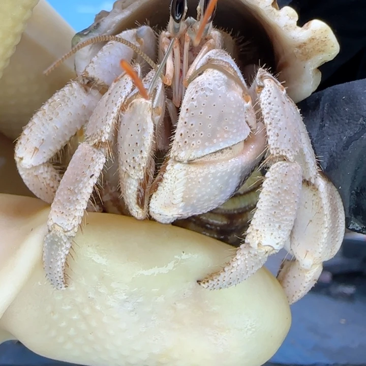 A41淡灰紫 灰白2.0cm口径