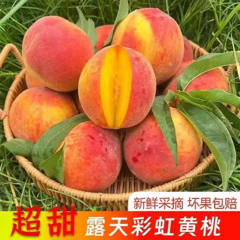 湖北露天彩虹黄桃现摘现发脆甜爆汁新鲜水果