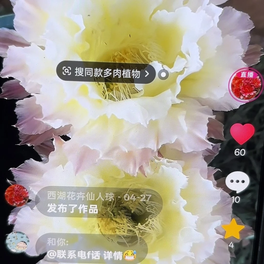 白可可彩5-6公分侧牙20包邮53