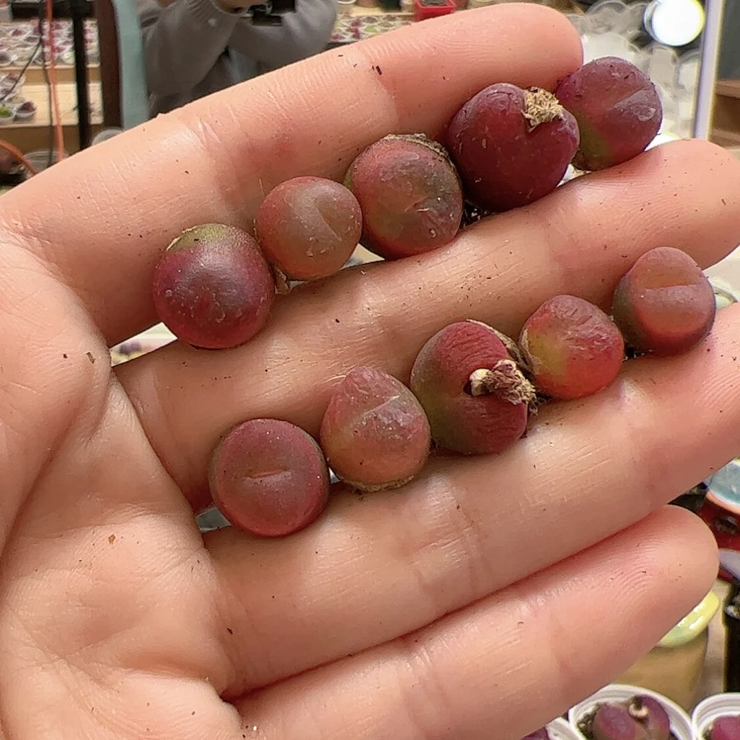 【闪购商品】230 水蜜桃x10