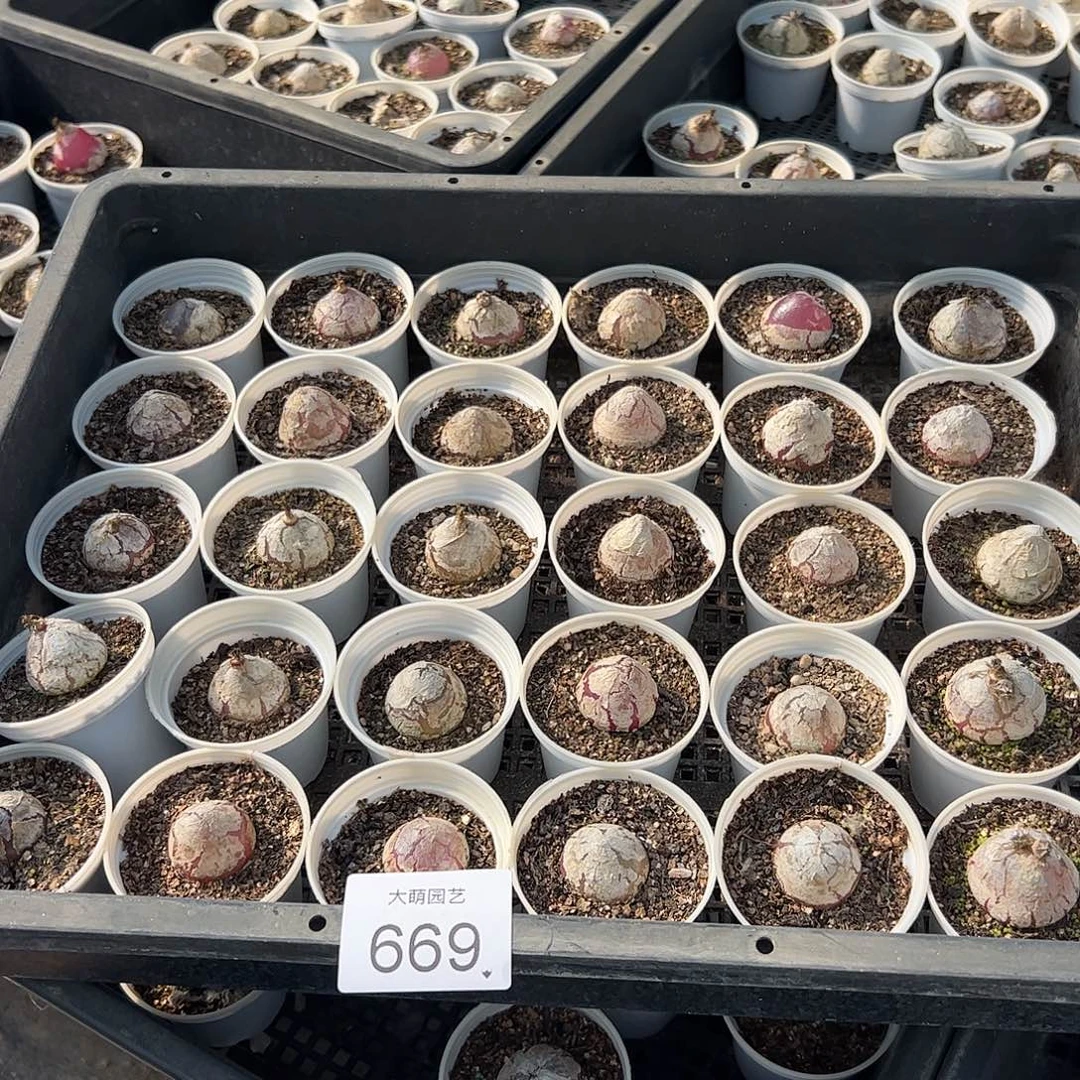 量拍以下3颗灯泡带盆土发。 669