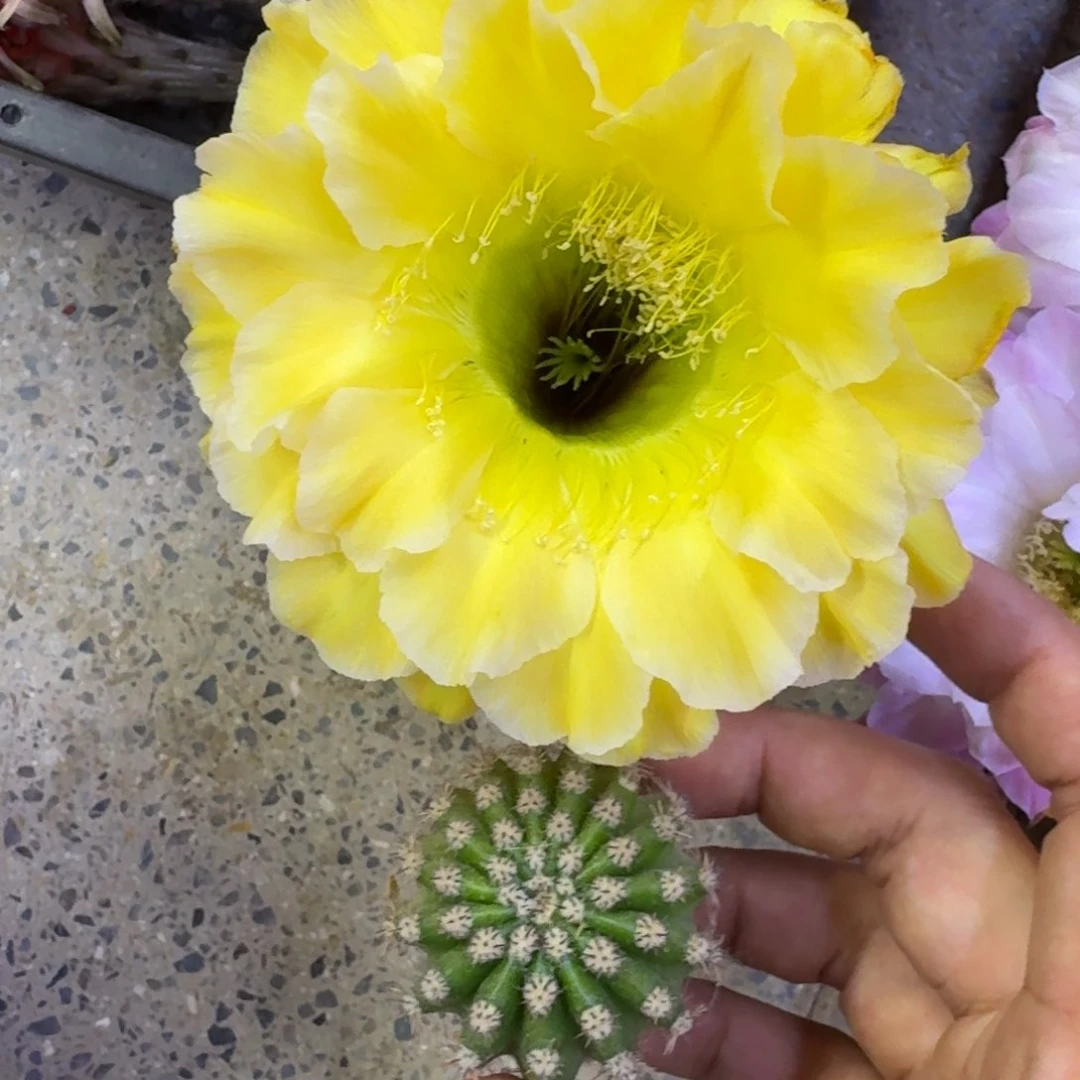 1彩草精灵歪4公分左右无根侧牙，20包邮