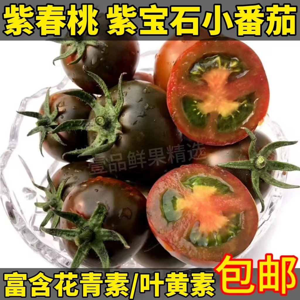 【自然熟】紫春桃小番茄西红柿巧克力番茄孕妇露天农场种植现摘现发