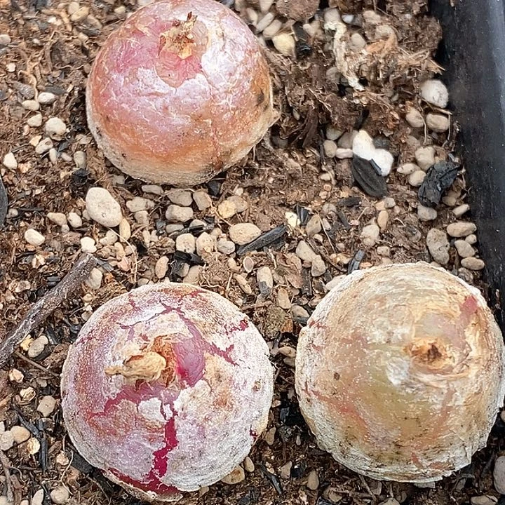 桃喜花园0130-6灯泡福利