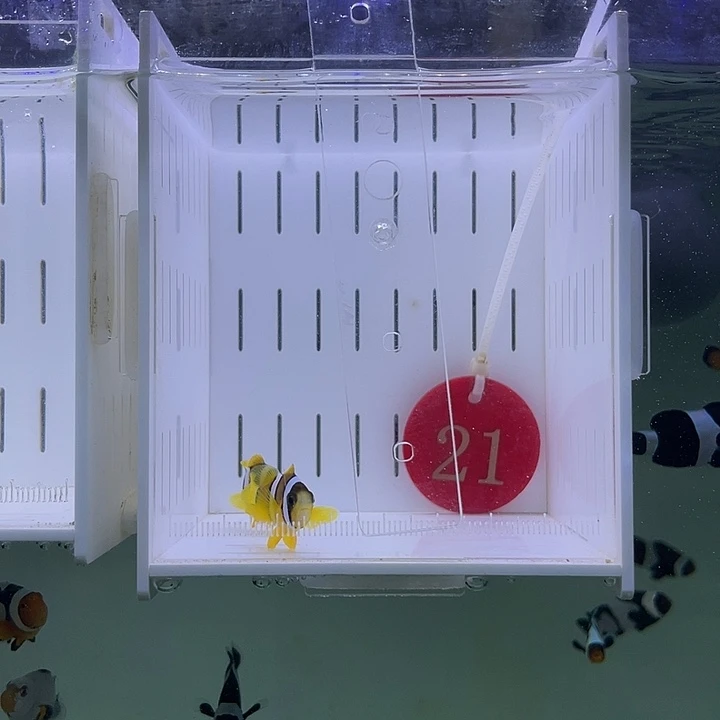 海水鱼人工金双待