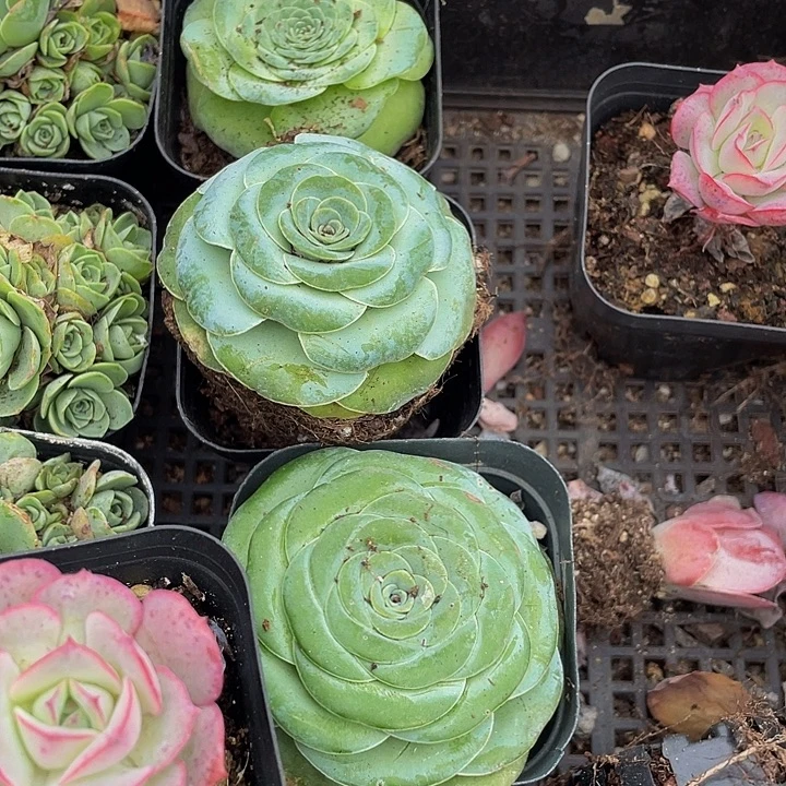 大单头山地带盆土发