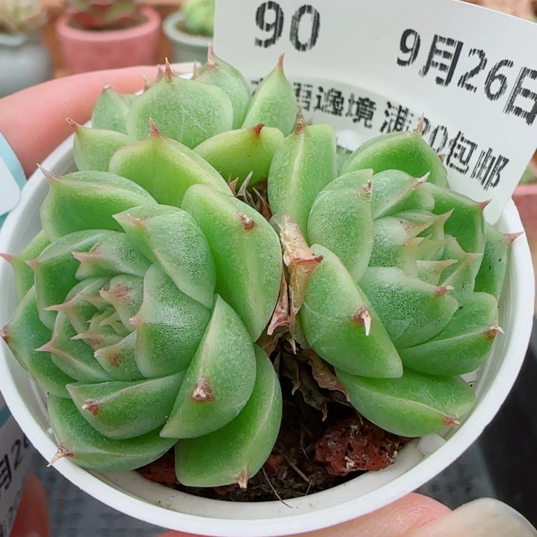 花语逸镜0926-90散