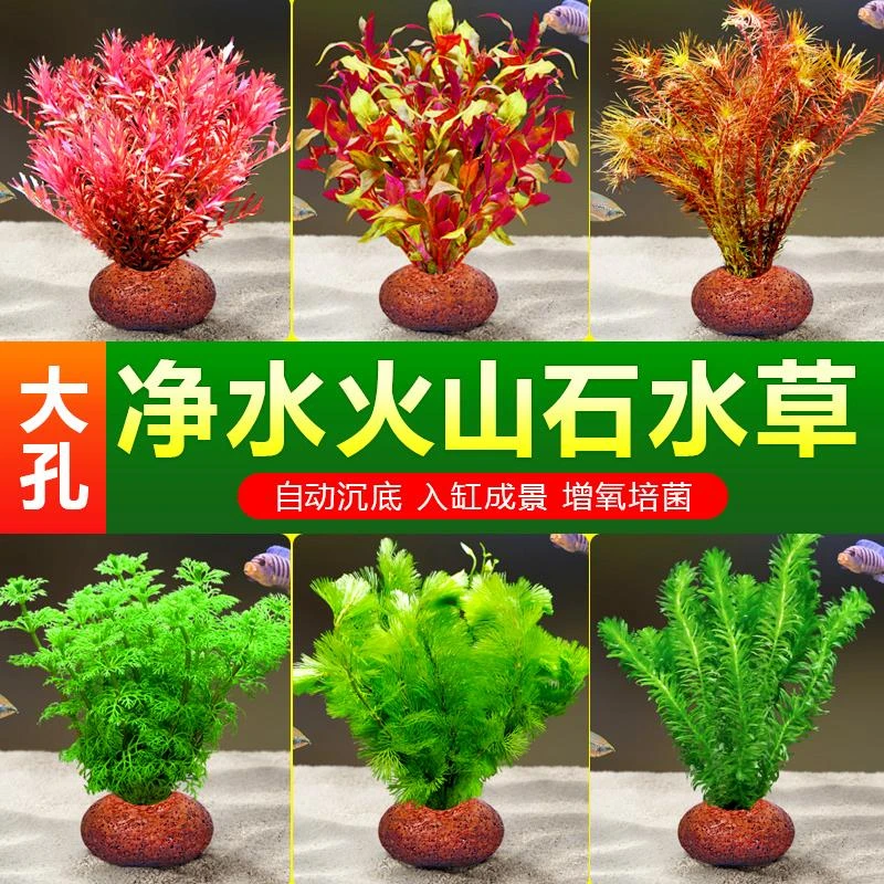 水草植物养鱼火山石真草水培蜈蚣草水榕阴性绿菊净化水质套餐