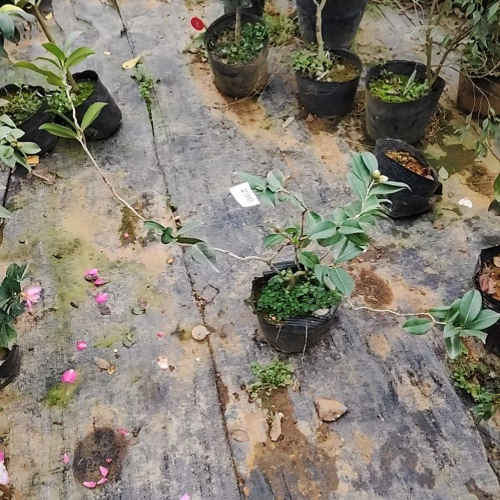 a***姐全部花苞九拐十八弯289