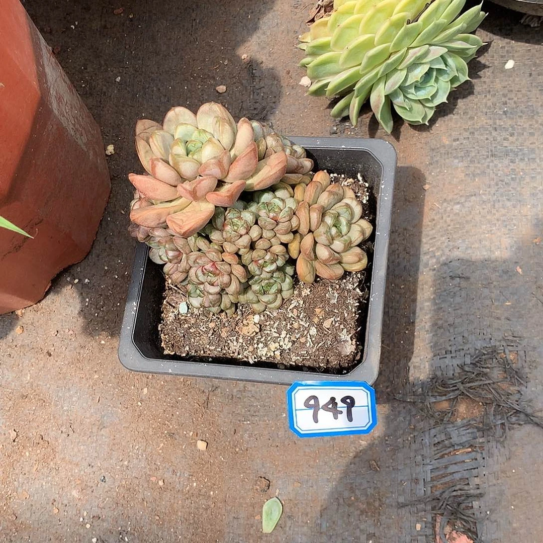 一物一拍多肉 949葡萄