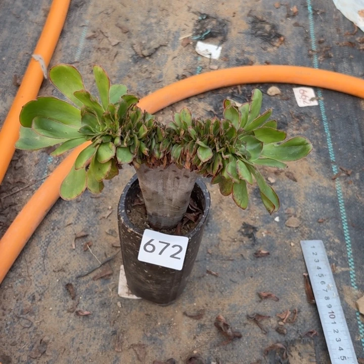 燕姿缀，小棵多肉672