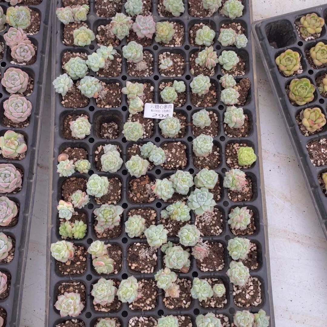 云糖心多肉植物294