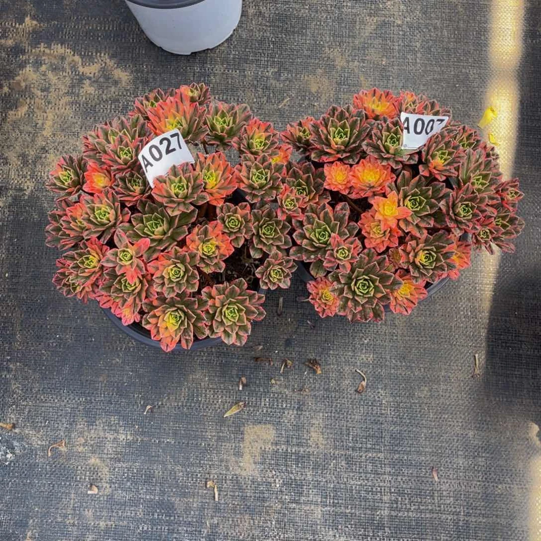 仟****植俩甜茶027甜茶007