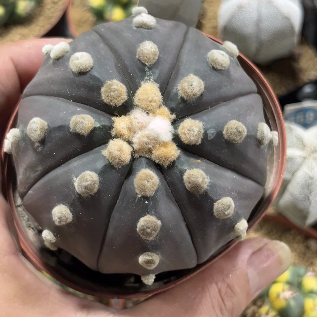 371实生紫皮兜带盆带土