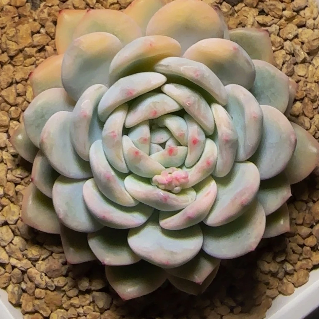 c c c c c c c c 94