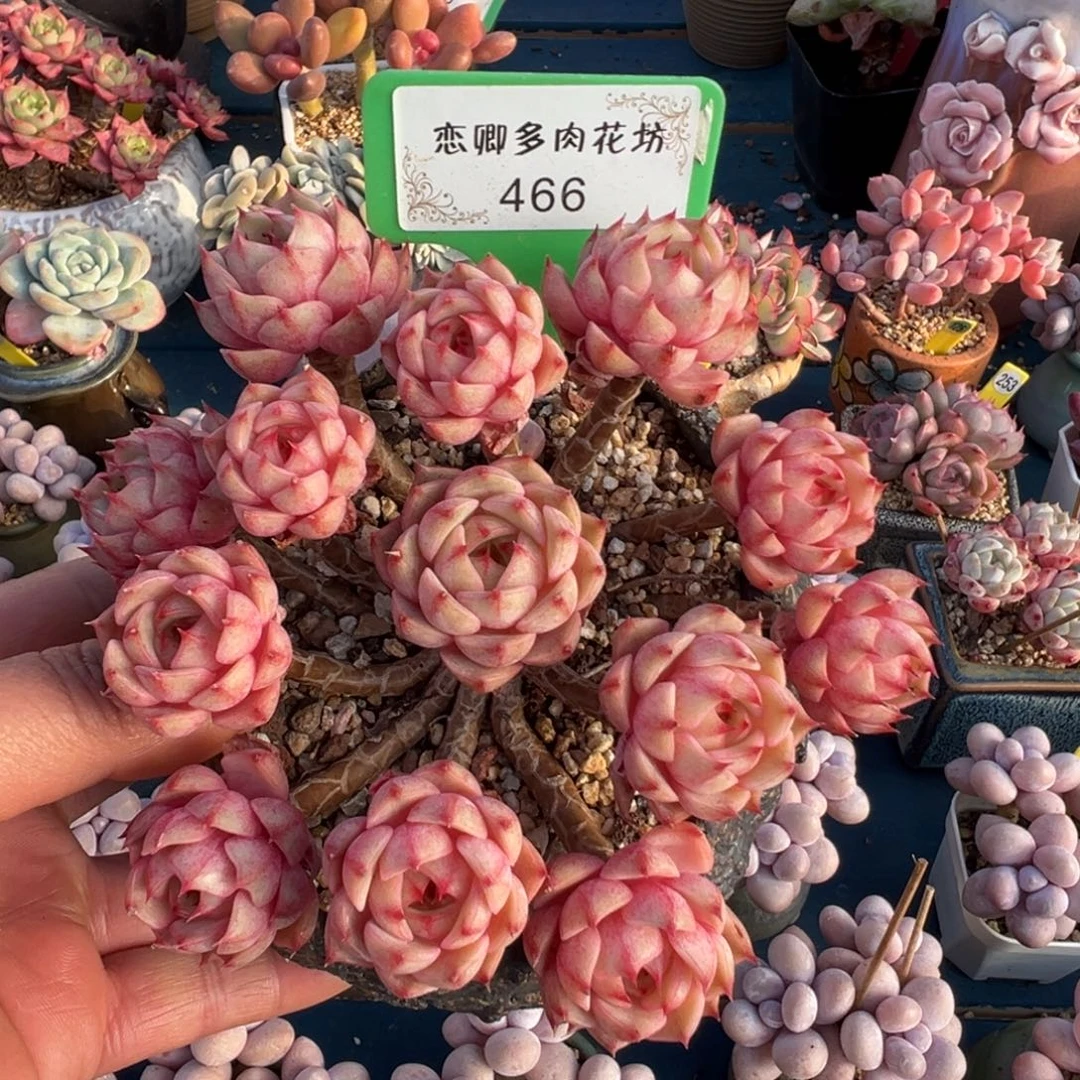 466号笨吧老桩无砍多头