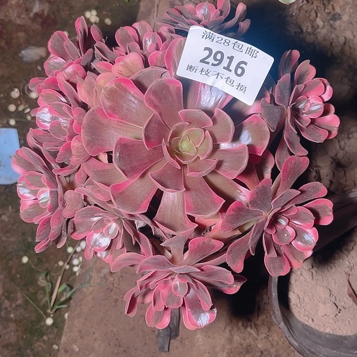 2916爱神多肉植物保护