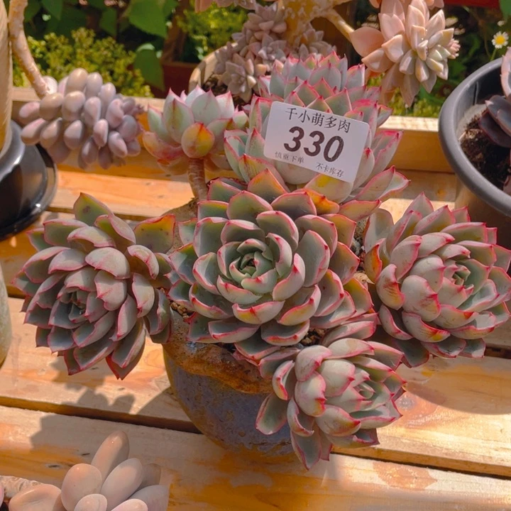 我****倩谢谢你的支持0000000330