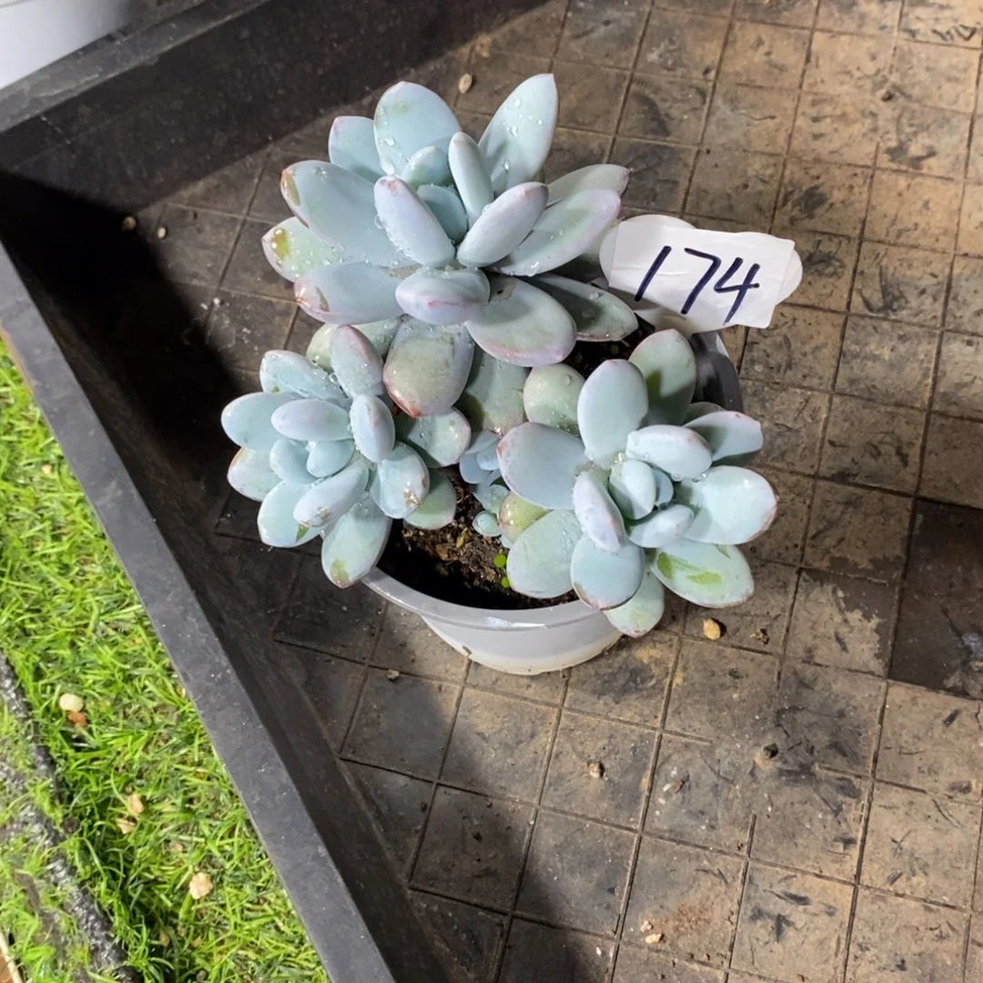 雪美人群多肉植物多肉