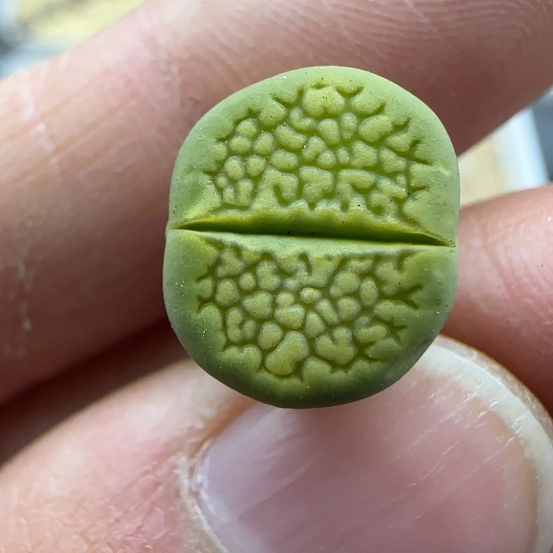 581绿巴黎清框福利30包邮