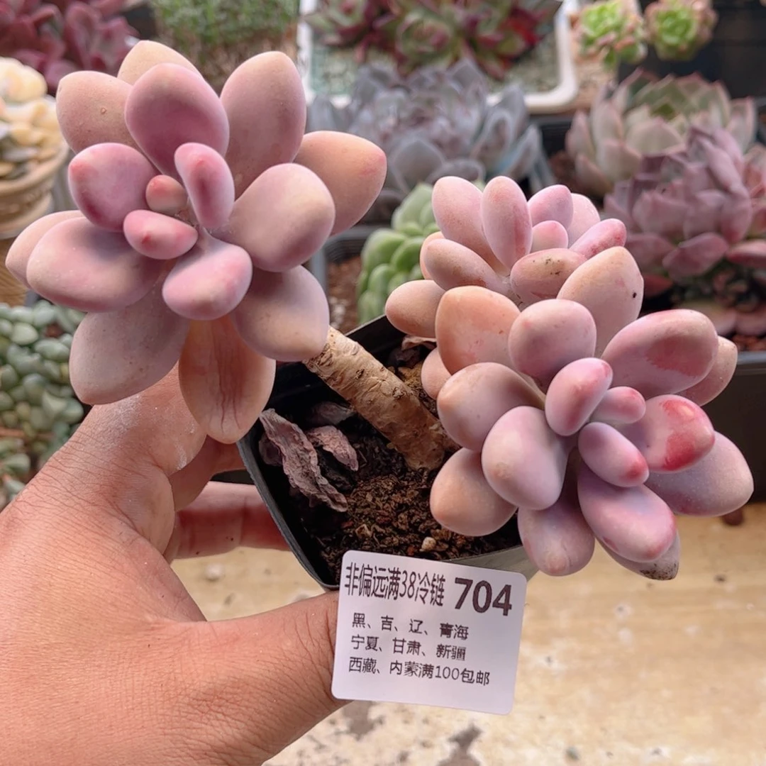 704桃蛋德华多肉