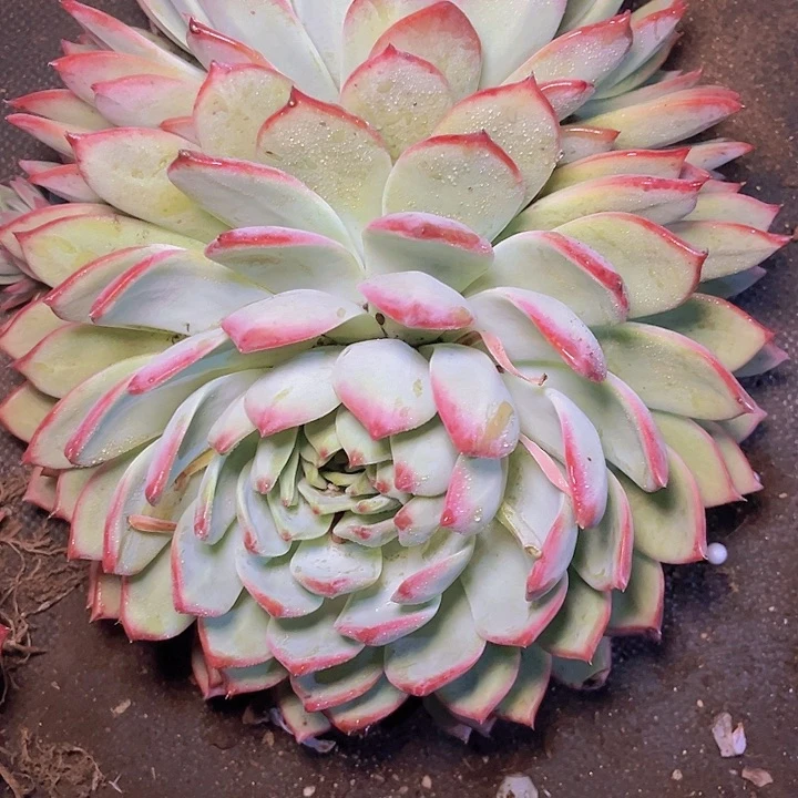 征****）不想在外面吃饭啦嘛哈啊