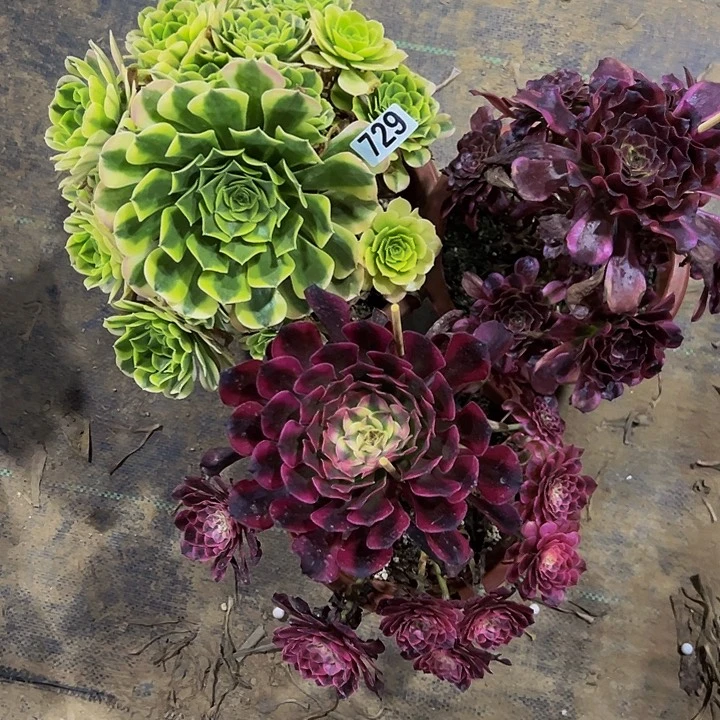 无花朵@*香三科法师组合编号729