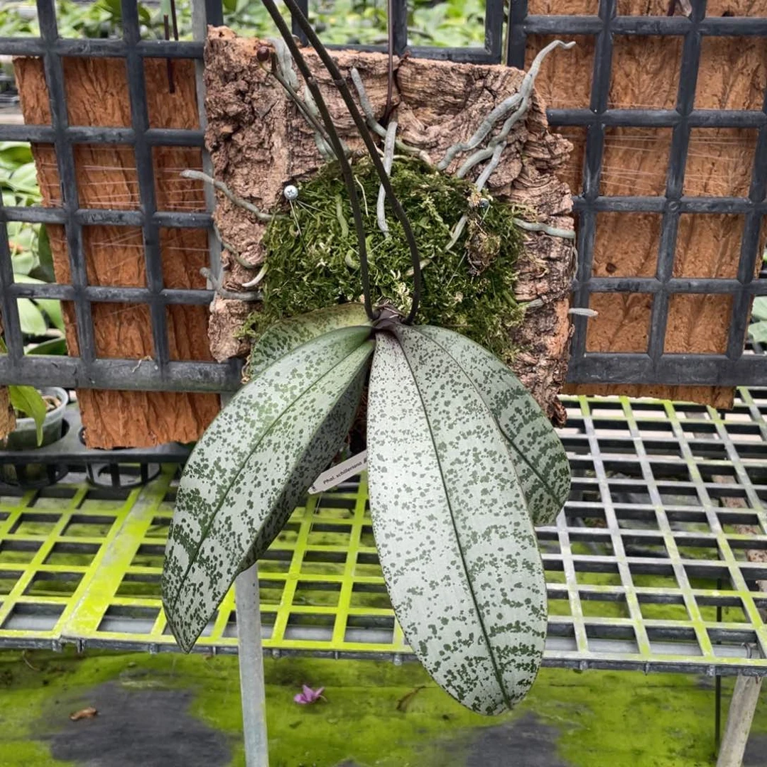 全部花苞swr银叶西（板植），3.5价出一块