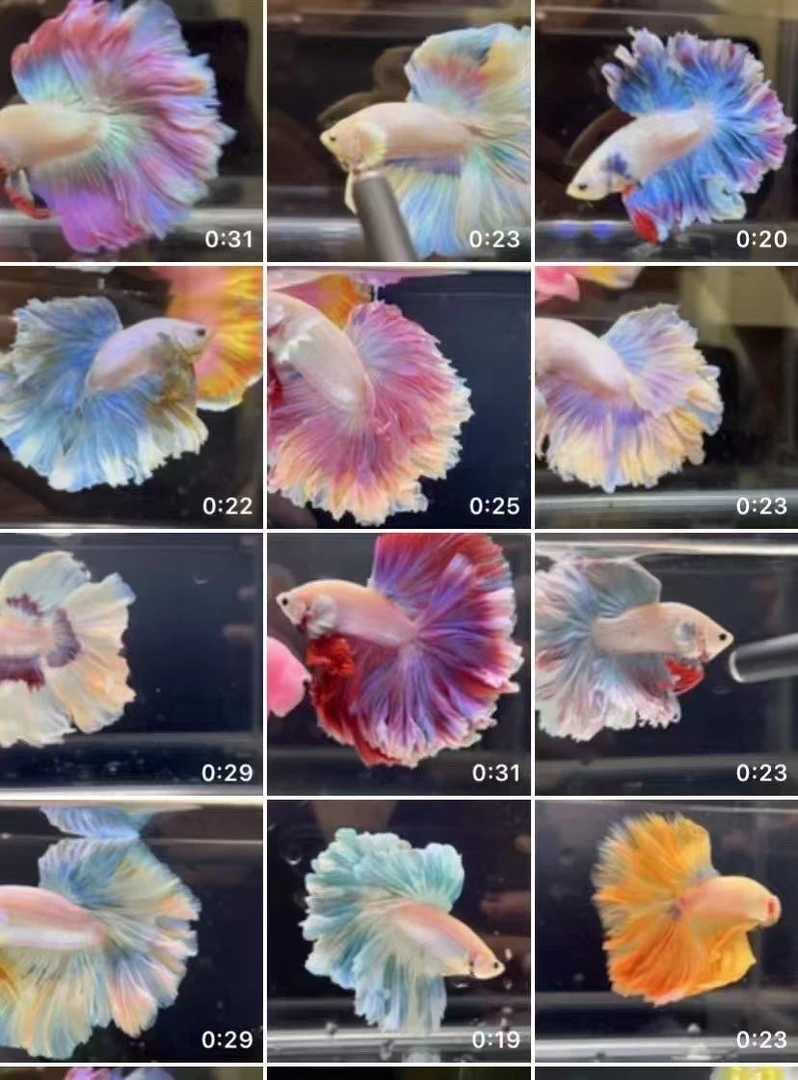 泰国斗鱼  巨斗超半月