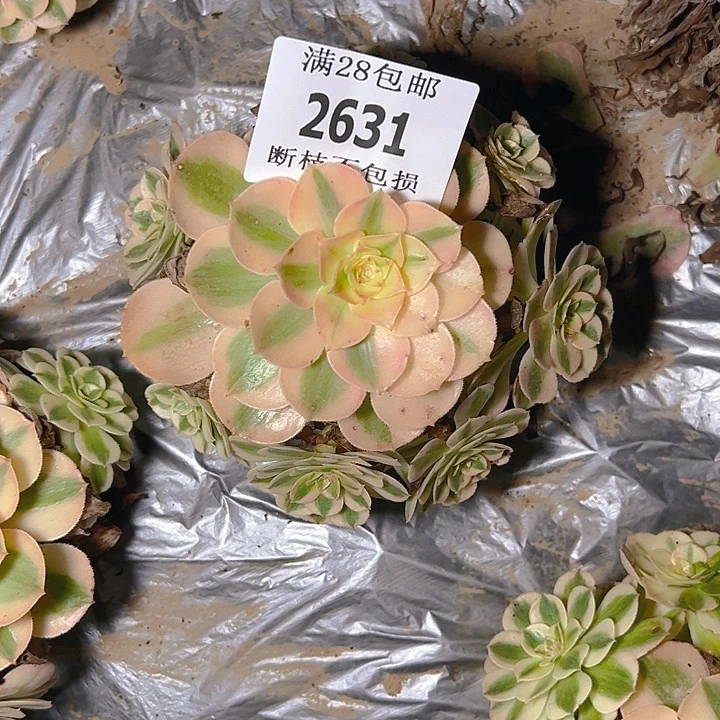 2631倾城多肉植物保护