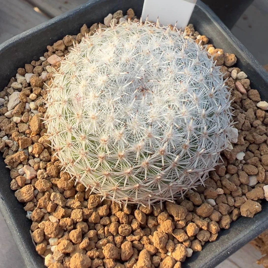 508实生根短刺希望丸多肉植物带盆土