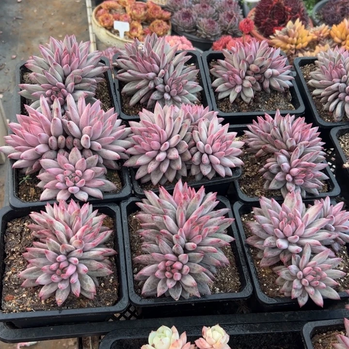 精品多肉植物老桩随机发一棵钻石羽毛体虞美人