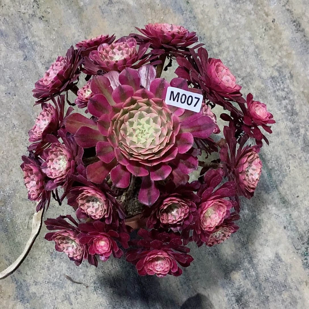 007红铜白4444444老桩